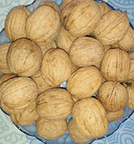 Chilean Walnut